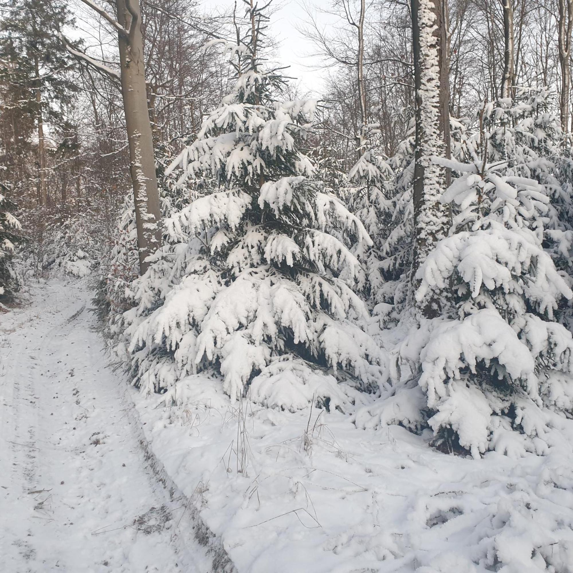 Fewo Winter In Der Villa Waldrand Mit Zwei Balkonen Bad Wünnenberg Zewnętrze zdjęcie
